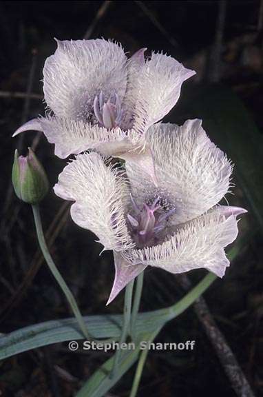 calochortus coeruleus 1 graphic